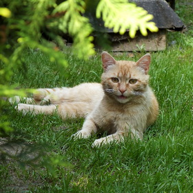 Улыбка чеширского кота.