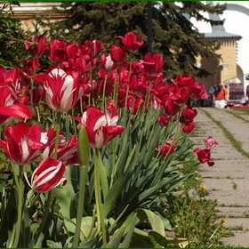 Весна в Ростовском кремле